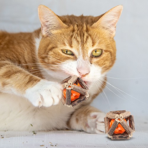 Per universal cat - per,