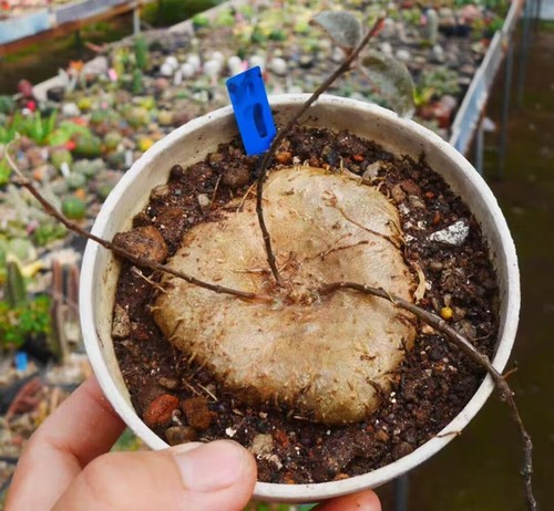 Ceropegia random caudex - ceropegia,