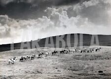 Foto vintage Cavalli, Scozia, 1958, Ponytrekking, Stampa 20 x 25cm