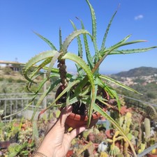?Vaso ALOE Arborescens Officinalis Biologica Crescita Rapida?+Omaggio
