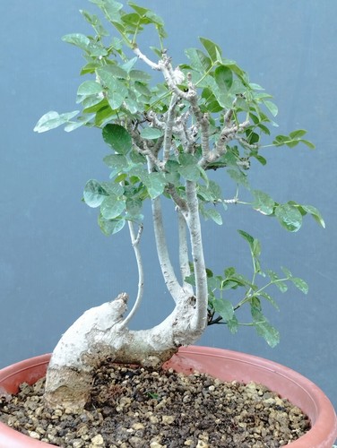Bonsai frassino robusta - frassino,