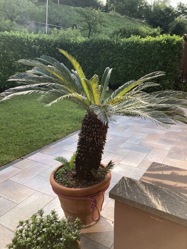 Cycas revoluta adulta - (cicas),