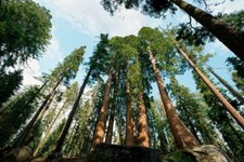 CALIFORNIA SEQUOIA FORESTA