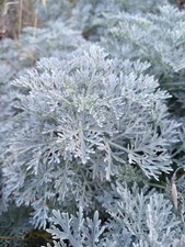 1000 Semi Assenzio Maggiore