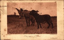 BRUZZI Stefano - I Due Cugini - Asini - (Arte, Pittura e Quadri) - VG - #030