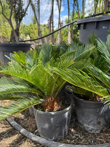 Cicas vaso pianta - cicas, cm