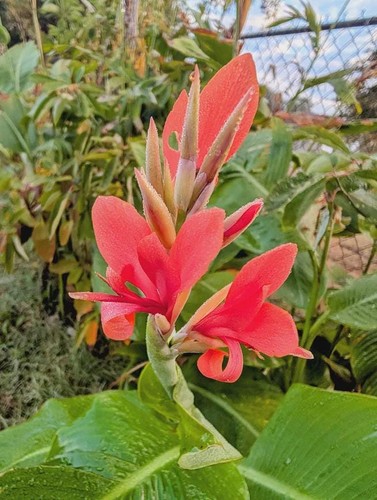 Giant canna lily seed - giant,