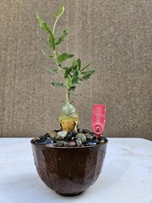 Old Fockea Capensis Bonsai