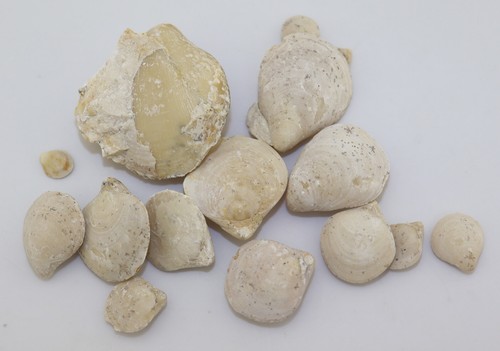 Brachiopodi juralina - brachiopodi,,