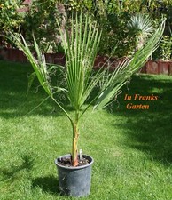 Washingtonia filifera palma - filifera,,