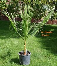 Washingtonia filifera, palma