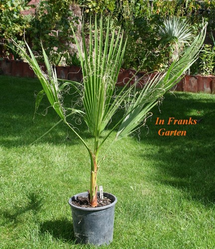 Washingtonia filifera palma - washingtonia, filifera,