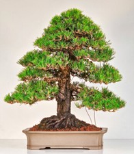Bonsai di Pinus densiflora