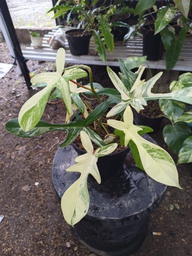 Philodendron florida beauty - philodendron,