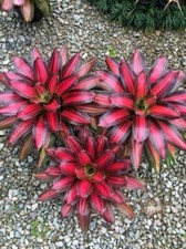 Sale2371 Bromelia Neoregelia Del Mar 5 semi rosetta rossa