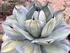 Agave 'Moonlight' Parryi