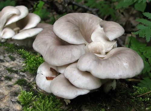 Pleurotus cornucopiae branched - pleurotus,