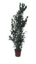 Laurus nobilis