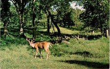 North Woods, Rock Shop, Eau