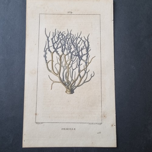 Incisione xix botanica - incisione,