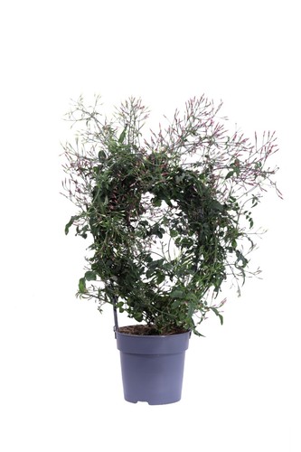 Pianta vera gelsomino - vera,