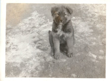 Pastore tedesco anni 40