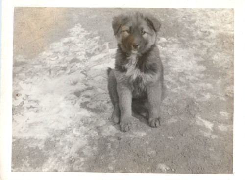 1940s german shepherd puppy - 1940s,