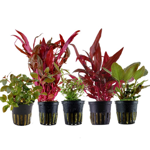 Piante set con bel - piante, rosso