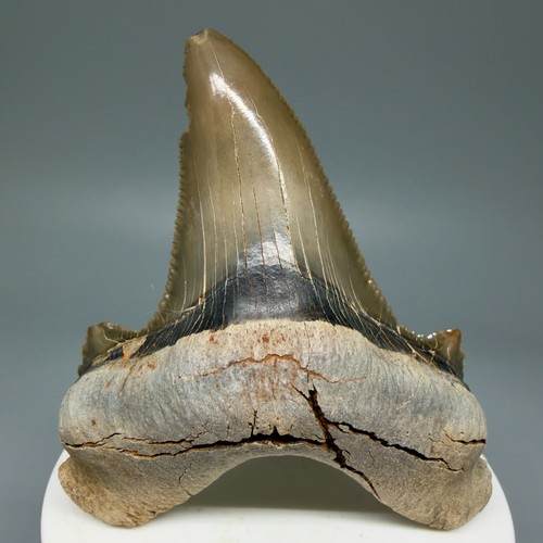 Spettacolare dente squalo - di,
