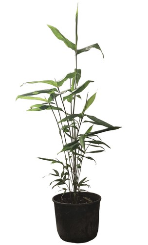 Bambù gigante phyllostachys - gigante,