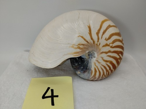 Nautilus pompilious tiger - nautilus,
