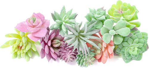 Confezione succulente - confezione, 12