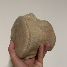 ENORME BALENA VERTEBRE FOSSILE