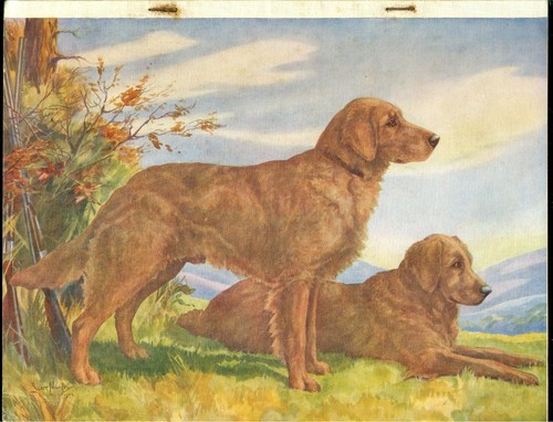 Golden retrieverhutchinsons - golden,