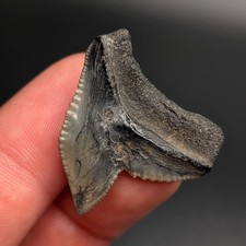 Dente di squalo tigre Monster