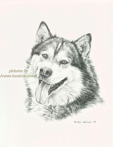 168 alaskan malamute ritratto - alaskan,