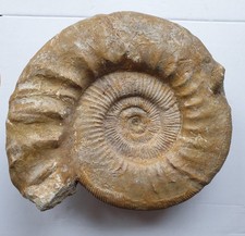 Enorme Lithacophinctes