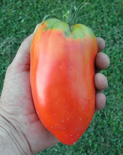 Semi pomodoro corno delle ande - corno,