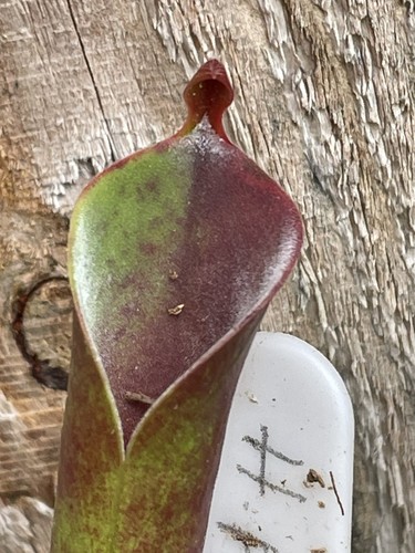 Heliamphora parva clone cerro - parva, clone,