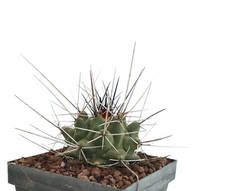 Thelocactus rinconensis ssp. freudenbergeri K2B (Mexico)