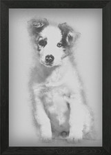 Border collie cucciolo 3 mont