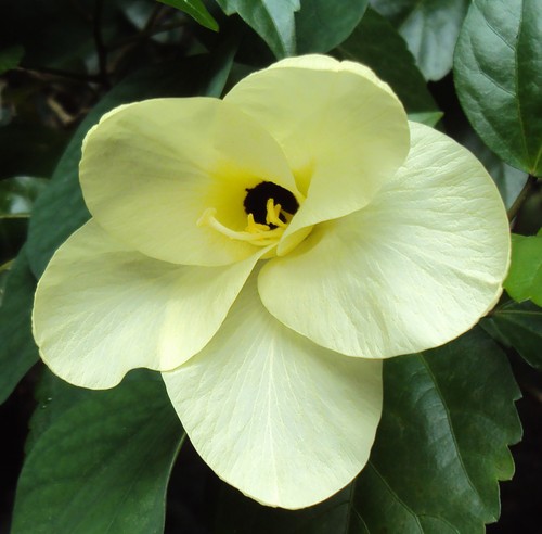Semi bauhinia tomentosa - semi, di