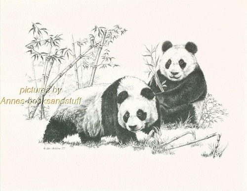 153 pandas panda wild - pandas,