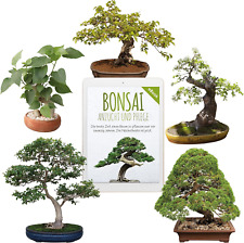Semi Di Bonsai Unici Con Un