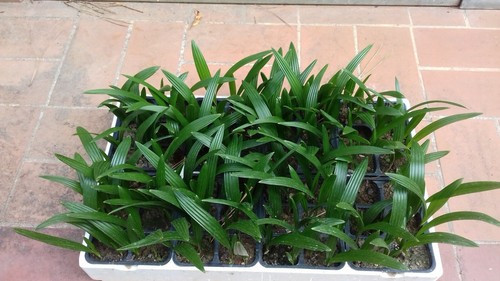 Seedlings piantine - seedlings,