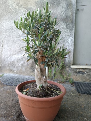 Ulivo bonsai vaso olivo - bonsai,