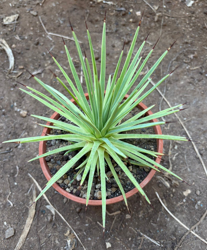 Agave stricta nana pianta - nana,