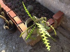 Selenicereus Anthonyanus L= cm