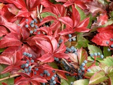 Vite americana parthenocissus - vite,