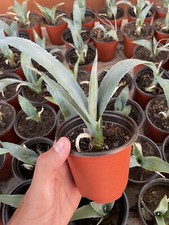 Fioriera per piante di agave
